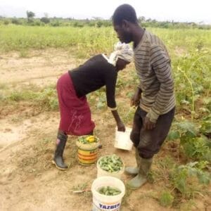 Ghana-YOI Agriculture Education Farm-540x540 (10)