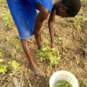 Ghana-YOI Agriculture Education Farm-540x540 (11)