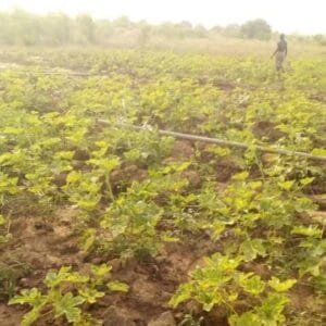 Ghana-YOI Agriculture Education Farm-540x540 (7)